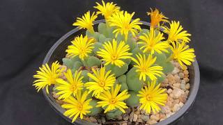 Conophytum Varieties Watering and Care [upl. by Adnih]