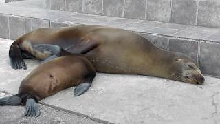 Noisy sea lion baby  Galápagos [upl. by Lebna]