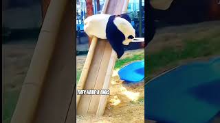 The Hilarious World of Pandas From Bamboo Feasts to Silly Stunts [upl. by Perlis976]