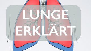 Lunge  Organ  Medizin Grundlagen [upl. by Ybot]