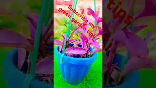 Drip irrigation kit to help plants 🌱 during scorching 😊 summersyoutubeshorts [upl. by Shandee]