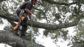 Marathon Tree Service Inc  Tree Removal  Baton Rouge LA [upl. by Yanetruoc]