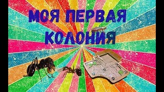 МОЯ ПЕРВАЯ КОЛОНИЯmessor structorмуравьи жнецы 🌾 [upl. by Forkey15]