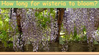 How long does it take for a wisteria to bloom [upl. by Ovida866]