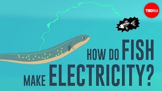 How do fish make electricity  Eleanor Nelsen [upl. by Narmak]