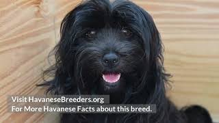 Pros and Cons of Owning a Havanese [upl. by Nere]