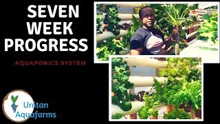 Large Backyard Aquaponics System  7 Weeks Progress [upl. by Antin814]