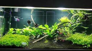 Amazing pterophyllum scalare  bettafish  relax aquarium [upl. by Lucho]