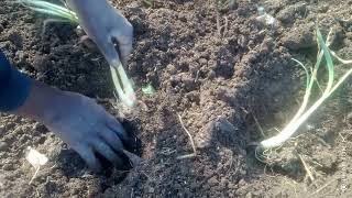 PLANTING SPRING ONIONS [upl. by Dnomzed]