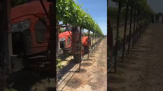 Removing unnecessary vine shoots🌱❌️🎥agrishieldllc vineyard work shootremoval viticulture [upl. by Ordway5]