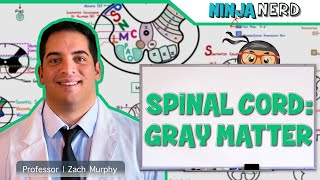 Neurology  Spinal Cord Gray Matter Structure amp Function [upl. by Bumgardner542]