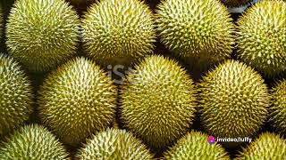 Davao City Philippines The Durian Capital [upl. by Niels]