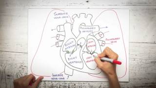 Heart valves amp blood circulation [upl. by Noman]