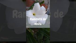 Ramillete de novia👰‍♂️viral foryou shortvideo shorts parati fyp nature fypシ゚viral [upl. by Akelahs]