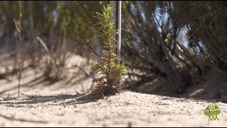 Reforestando Andalucía  Proyecto Plant Andalucia [upl. by Possing]