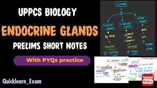 ENDOCRINE GLANDS  अंत स्रावी ग्रंथि  SHORT NOTES  Prelims Revision  UPPCS BIOLOGY [upl. by Rawley]