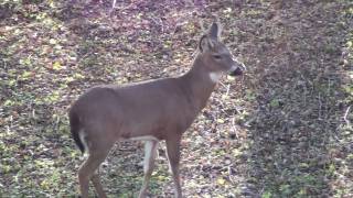 DEER STOPPING CALL  FUNNY [upl. by Dnomsaj322]