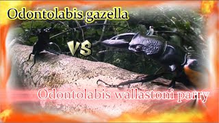 Insect battle！Odontolabis gazella vs Odontolabis wallastoni parry [upl. by Lazaro]