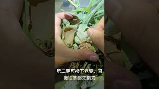 空氣鳳梨，電捲燙拆芽tillandsia plants [upl. by Odelia479]