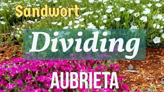 How to Divide Aubrieta and Sandwort Ground Cover Plants plantpropagation freeplants [upl. by Essirehs]