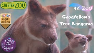 Adorable Tree Kangaroo  Islands at Chester Zoo  4K Zoo Animals [upl. by Seys860]