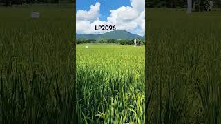 Hybrid Rice LP2096 [upl. by Gonsalve]