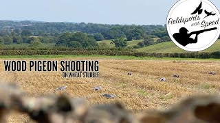 Pigeon Shooting over Wheat Stubble  Brain Chokes hit them HARD  Decoying Wood Pigeons [upl. by Noirad396]