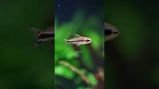 A Pygmy Corydoras ♥️ aquarium fish animals [upl. by Limber]