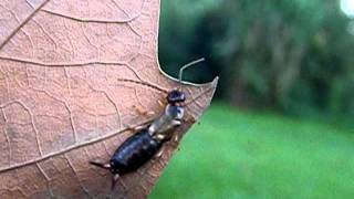 Forficula auricularia  Linnaeus 1758  pinceoreilles ou perceoreille [upl. by Annawoj123]