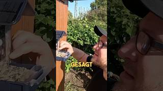 Die erste Aufnahme 🐝 kleingarten garten bienen wespen wildkamera YouTubeCreatorCommunity [upl. by Nanoc]