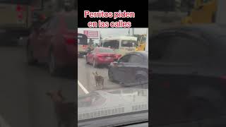 Sentimiento Perritos piden en las calles de Honduras  Ediciones Mendoza [upl. by Ferrand]