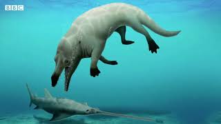 Scientists in Egypt say theyve discovered the bones of an amphibious fourlegged whale [upl. by Cho]