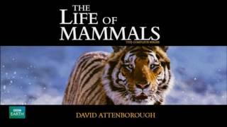 The Life of Mammals Soundtrack 2002 [upl. by Ailbert]