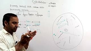 Cytoskeleton  Structure and functions of cytoskeleton  Types of cytoskeleton  Class 9 and 11 [upl. by Modla556]