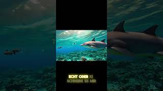 Echt oder KI Kannst du den Unterschied bei diesen DelfinVideos erkennen 🐬🌊 [upl. by Glenden301]