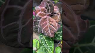 Growing rare Aroid collection indoor plants collection aroids houseplants exoticplant [upl. by Naylor]