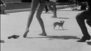 jayne mansfield doing the monkeybird with chihuahua [upl. by Assenov57]