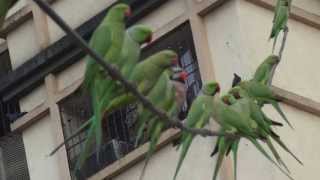 Redbreasted Parakeet with Roseringed Parakeets [upl. by Cates662]