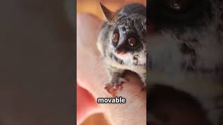 Meet the Galago  The Bush Baby [upl. by Xad]