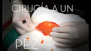 CAP 200 VETERINARIO DE PECES Cirugía a un PEZ koi con un TUMOR Ictiopatología [upl. by Anh370]