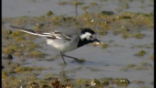 Sädesärla  Motacilla alba  WhitePied Wagtail  ljudsound [upl. by Allemaj586]