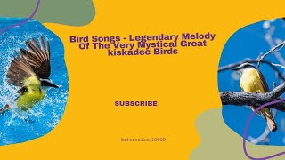 Bird Songs  Legendary Melody Of The Very Mystical Great kiskadee Birds [upl. by Othella]