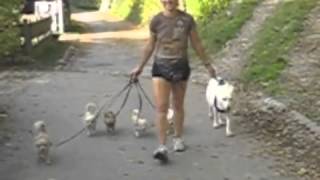 Spaziergang mit 5 Chihuahuas und einer weißen Schäferhündin  Eva Windisch  Mit Hunden sein [upl. by Adnilreb]