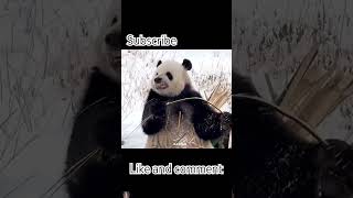 Panda special movment panda amazingfacts tamil animals interestingfacts new trending facts [upl. by Eletnahs]