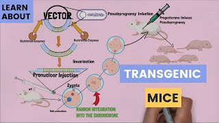 The Basics of Transgenic Mice Pronuclear Injection  How It Work and What Scientists Use It For [upl. by Firehs]