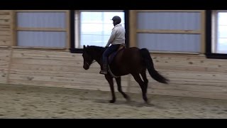 Emery cantering this horse for its first time ever horse horsecommunity horselife horseworld [upl. by Ario130]