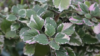 Cuidados de la Planta del incienso  Plectranthus Coleoides  Falso incienso  Plectranto [upl. by Schaaff]