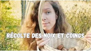 Vlog 4  Récolte des noix des coings et des pommes et quelques boutures [upl. by Capps174]