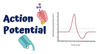 Action Potential Animation [upl. by Nitniuq672]