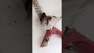 Red Fox Racer Pair Masha Allah 🤗😎😱  Waoowww🤯 😱😎 racerkabootar pigeon shortvideo racerkabutar [upl. by Oniuqa]